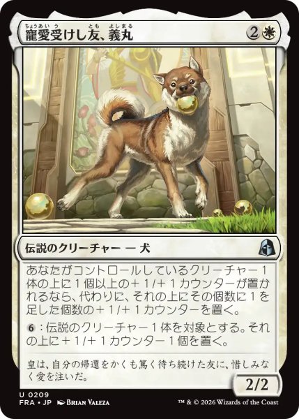 画像1: (FRA)白　寵愛受けし友、義丸(U) (1)